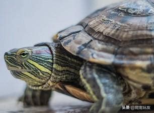 烏龜年紀怎麼算|你的龜幾歲了？4個方法來鑑定龜的年齡